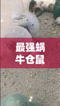 最强蜗牛仓鼠历史土地竞拍：策略与技巧全解析